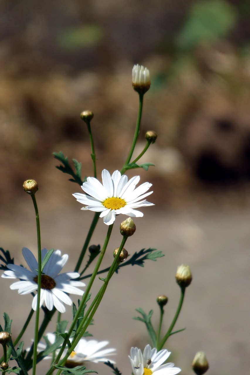 flower white flower daisy free photo