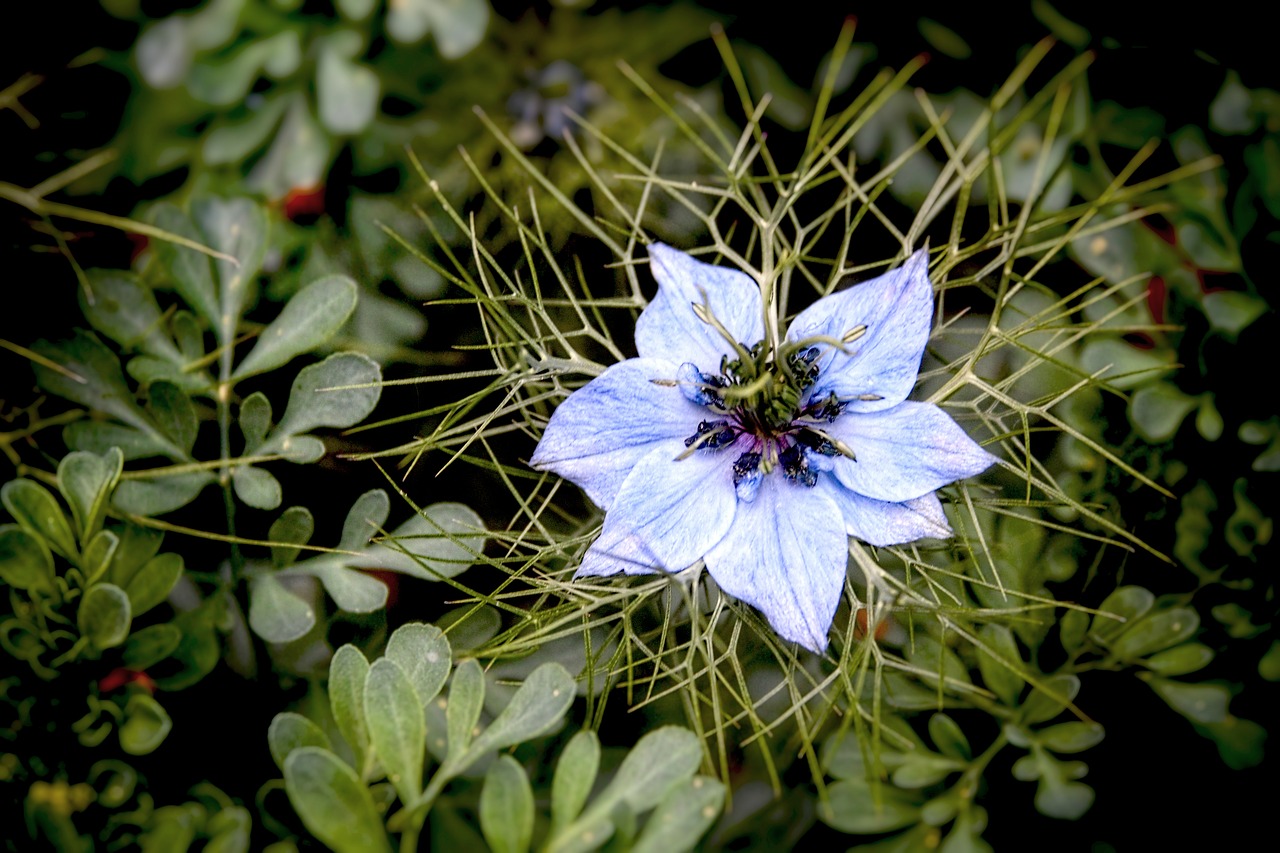 flower bloom bulb free photo