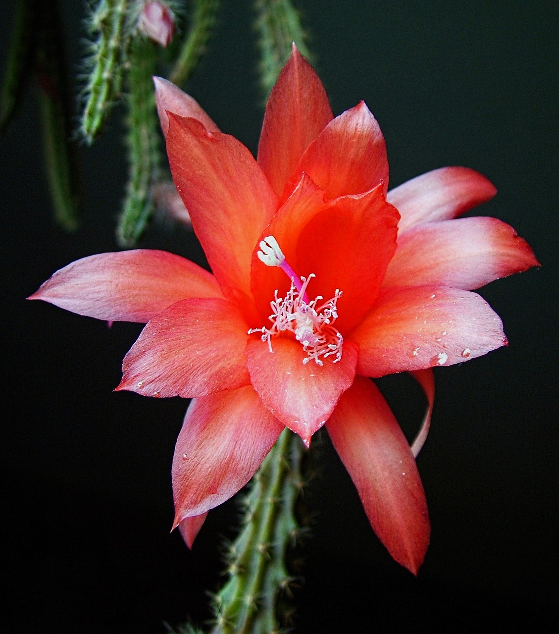 flower cacti pink free photo