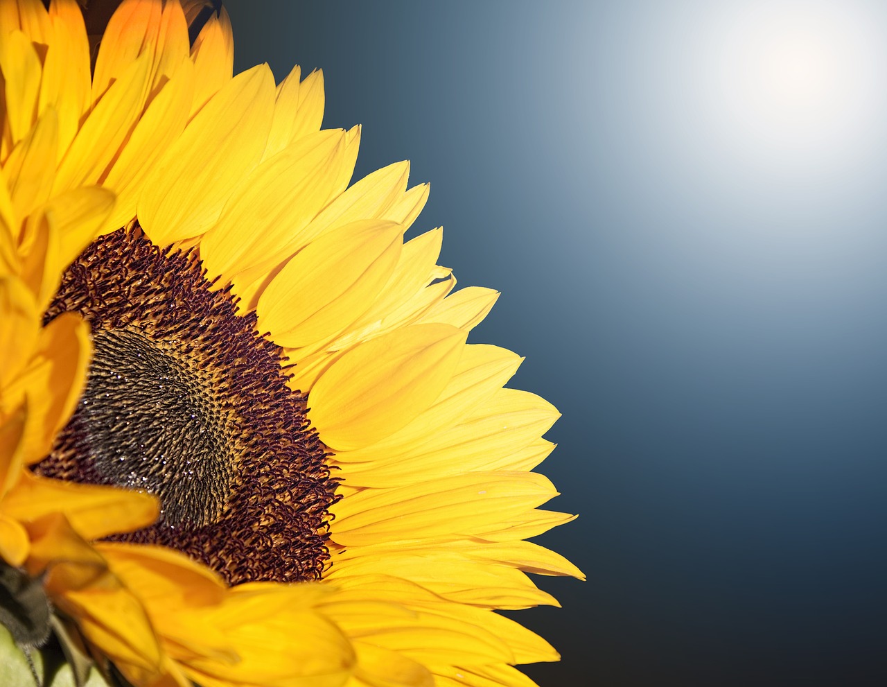 flower sunflower summer free photo