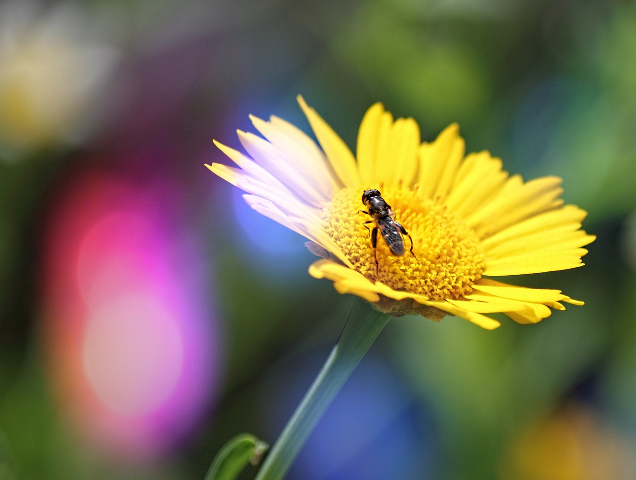 flower nature yellow free photo