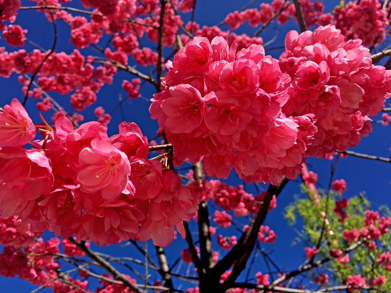 flower red spring free photo