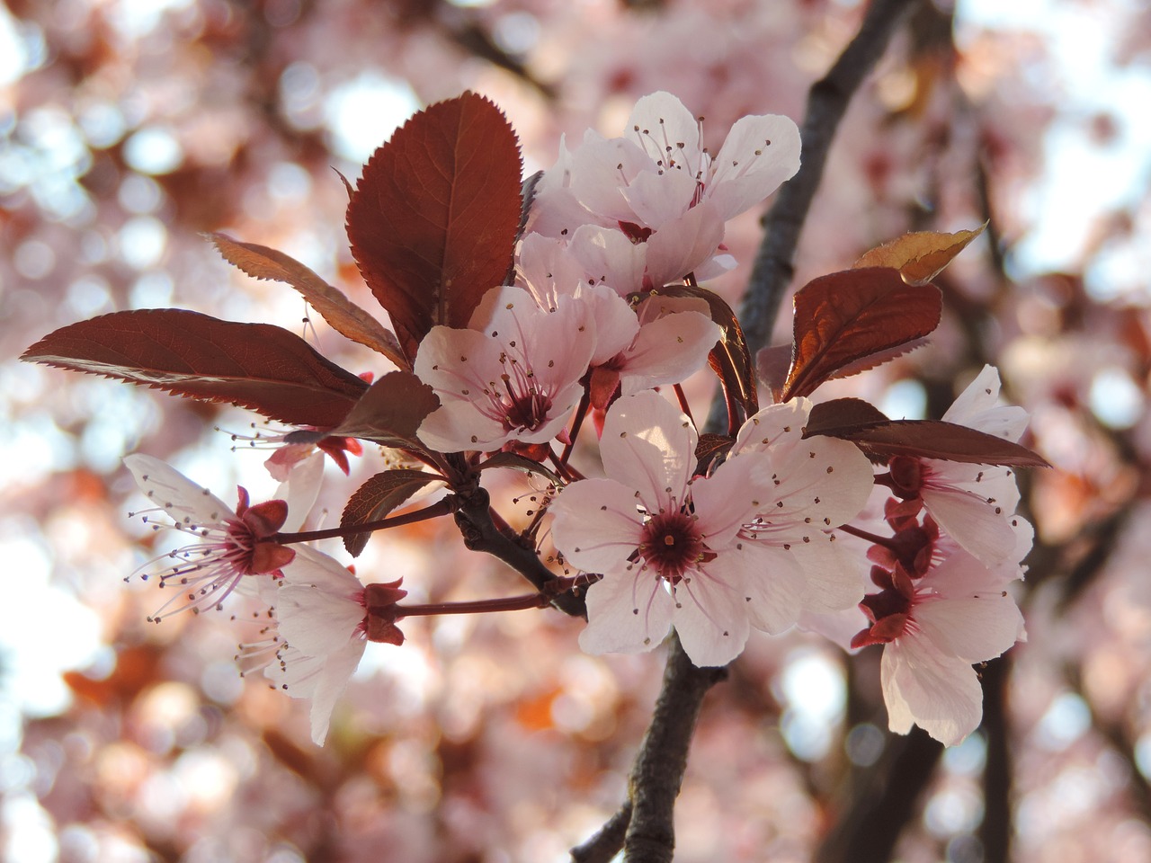 flower spring spring flower free photo