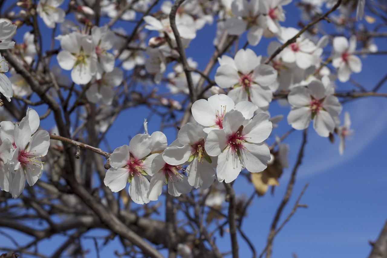 flower almond tree nature free photo