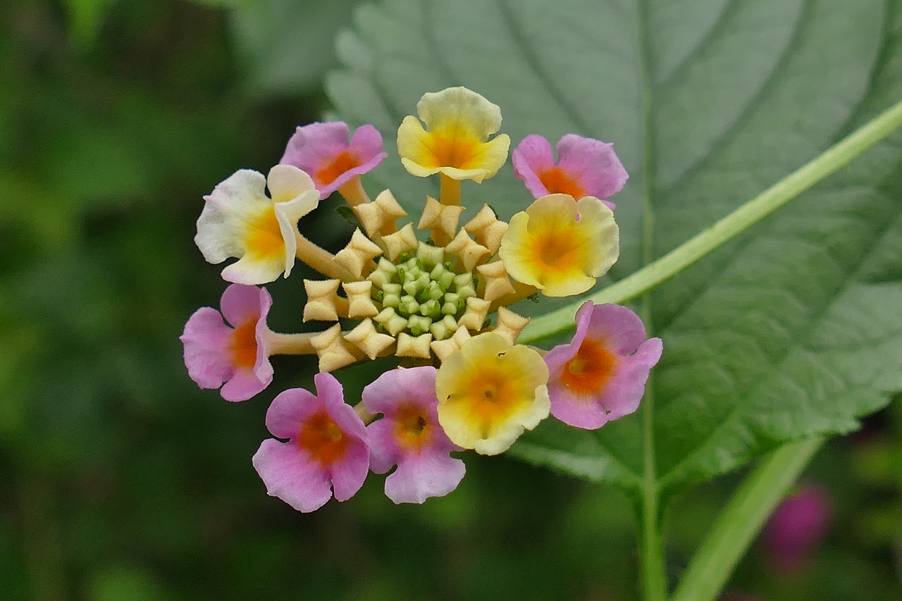 flower blossom bloom free photo