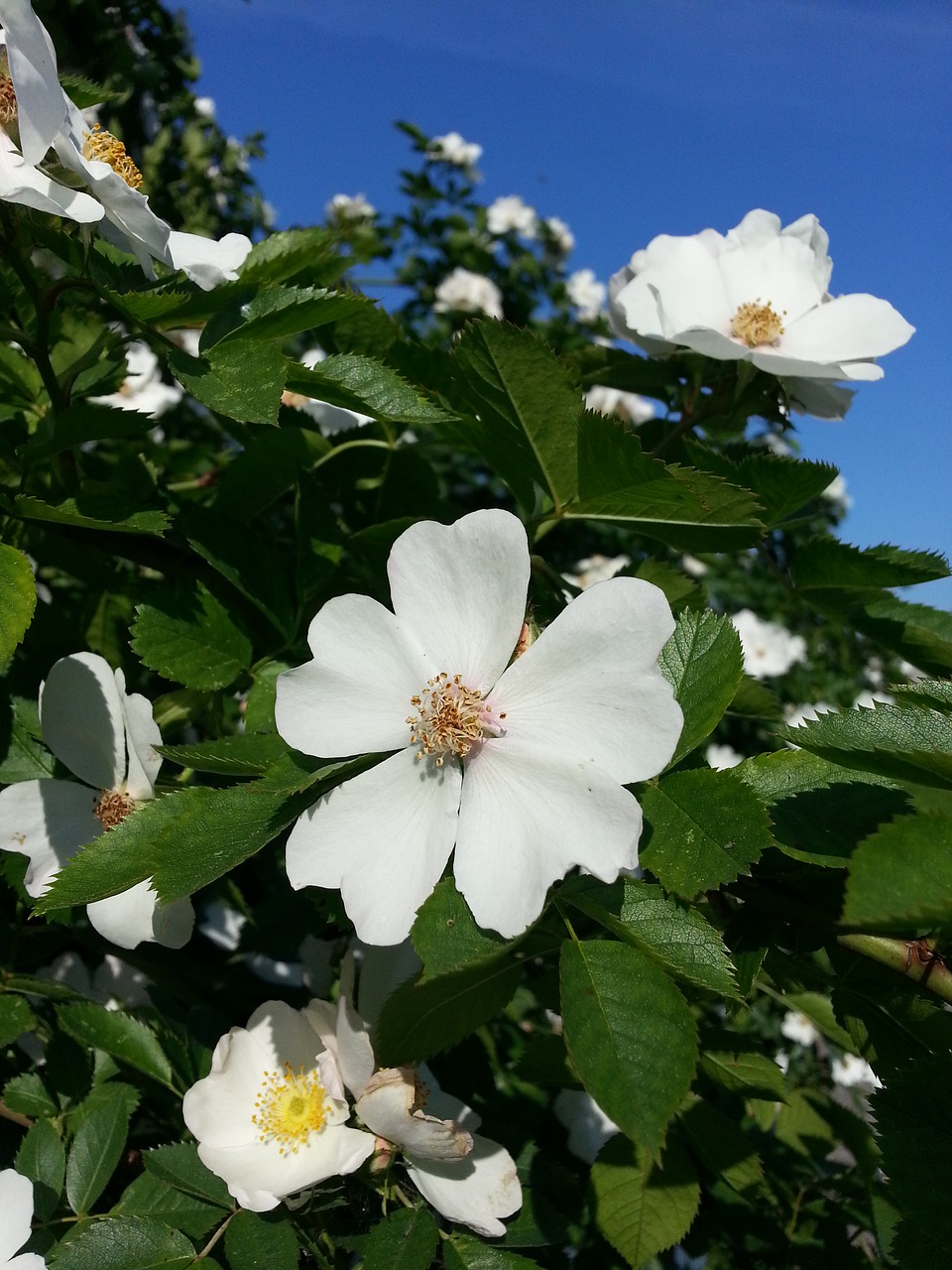 flower rose wild rose free photo