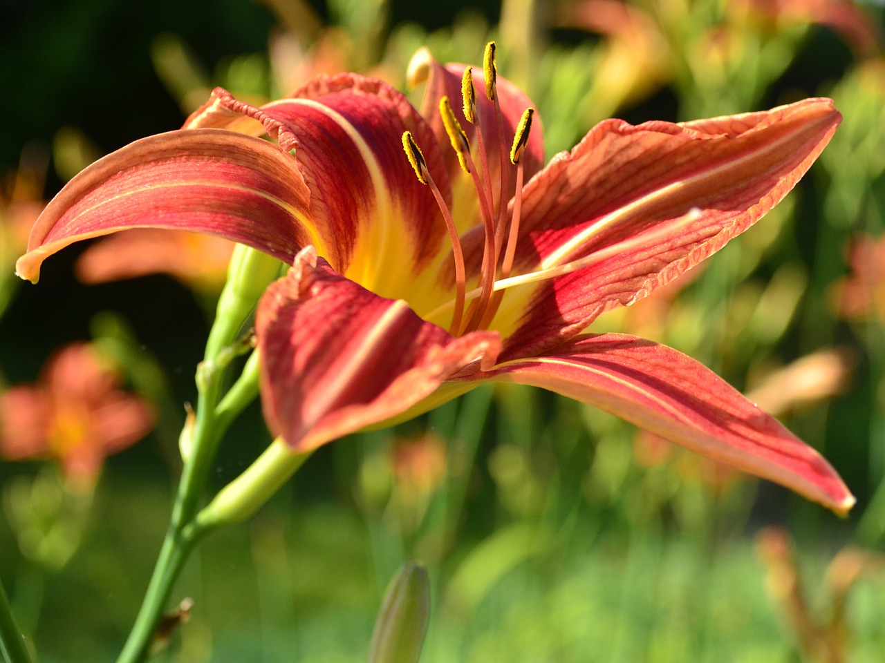 flower orange lily free photo