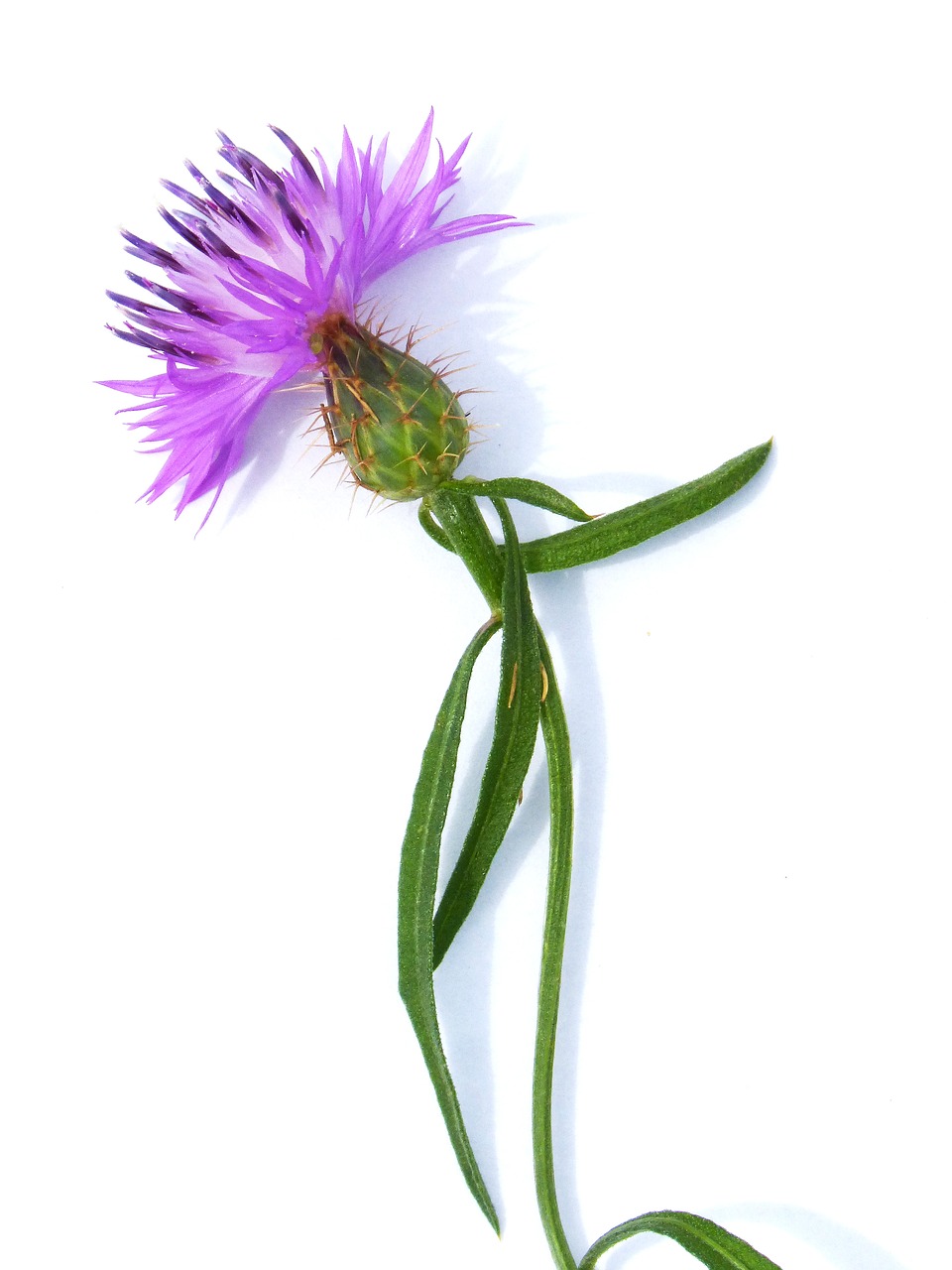 flower thistle stem free photo