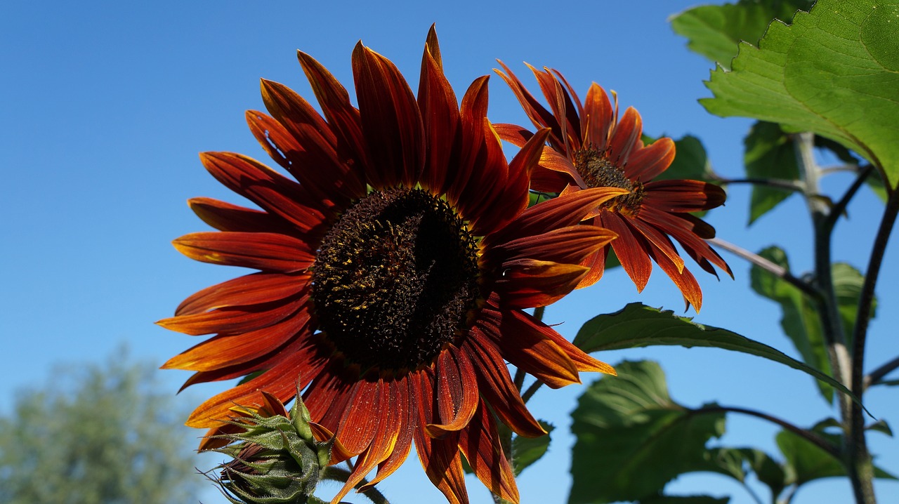 flower nature garden free photo