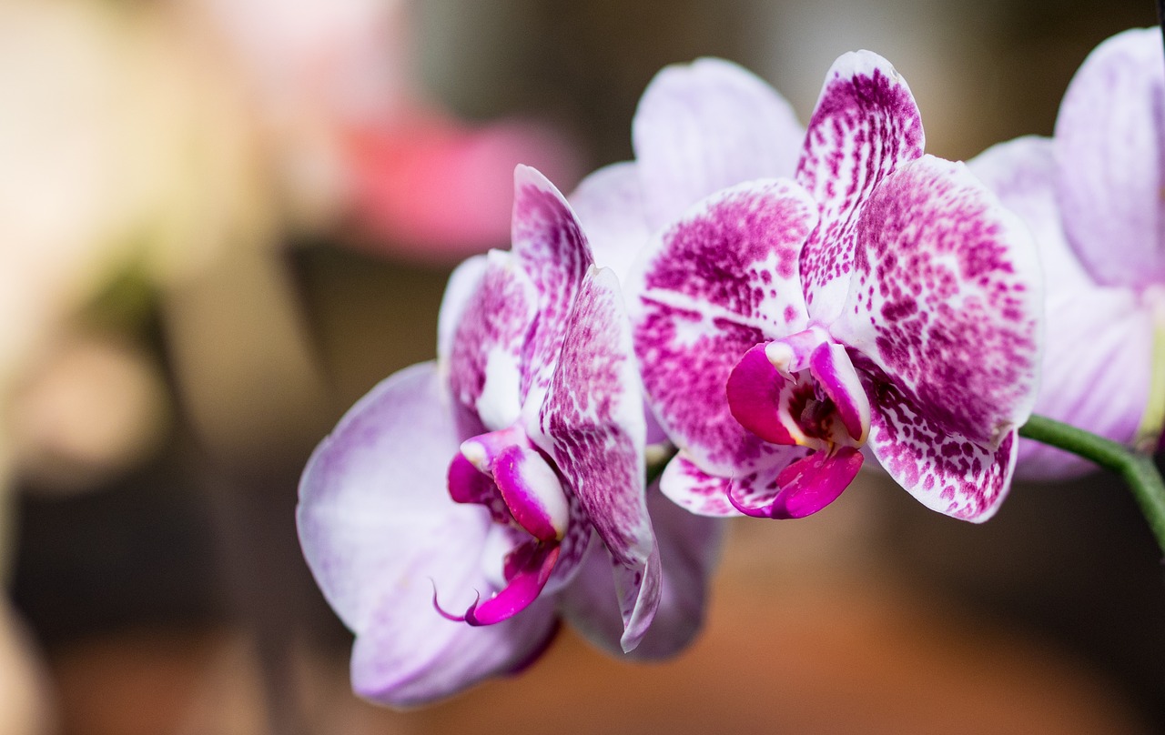 flower orchid plant free photo