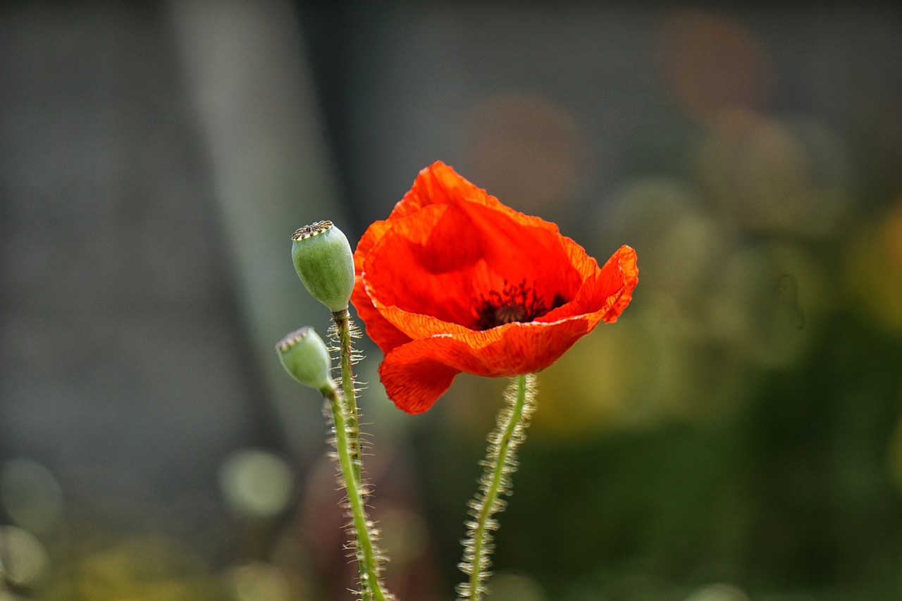 flower poppies country free photo