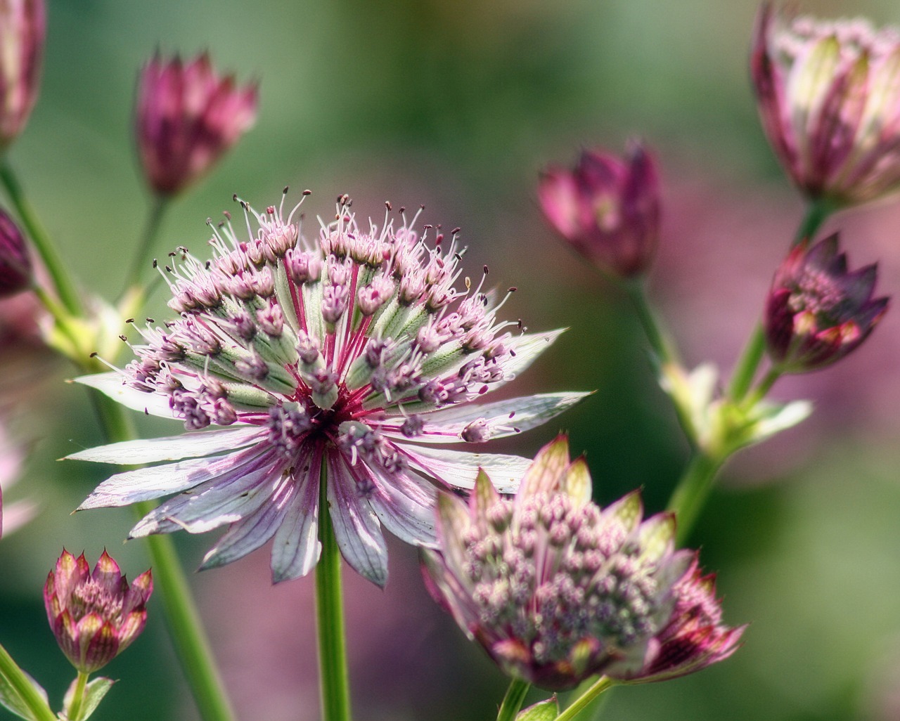 flower bloom attractive free photo