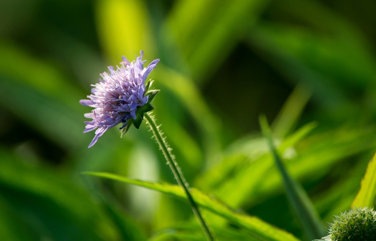 flower plant grass free photo