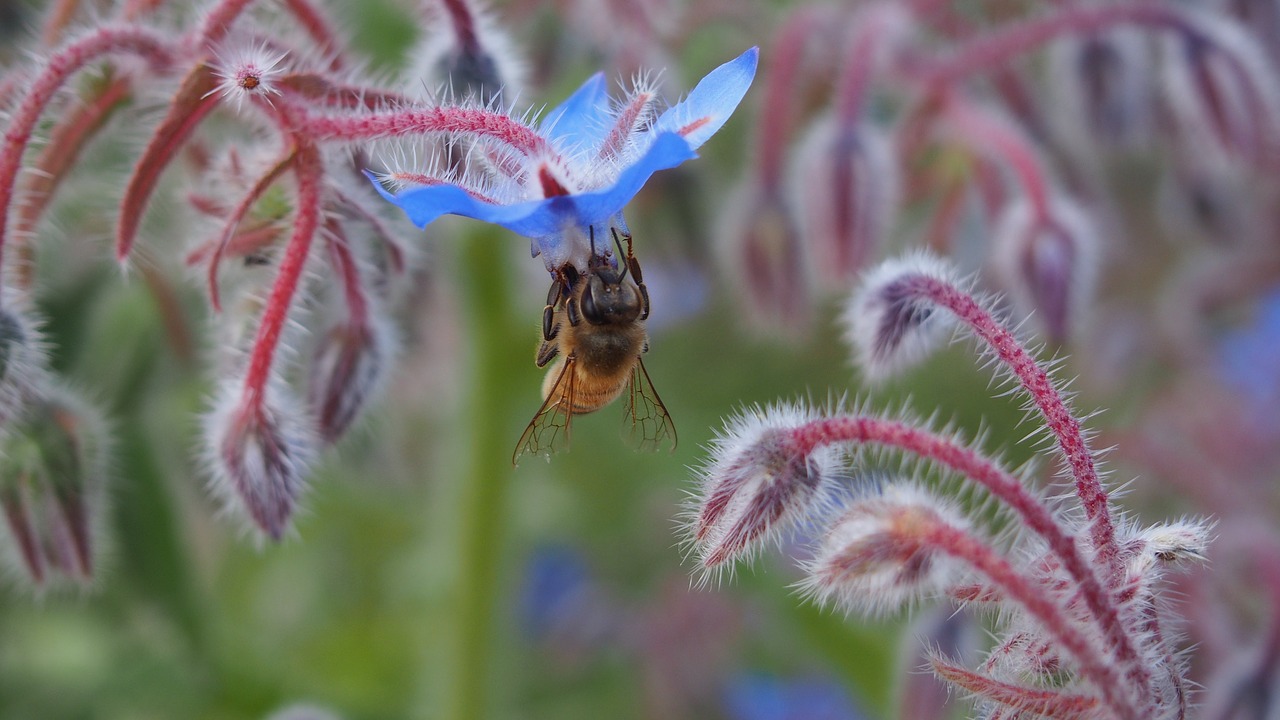 flower bee forage free photo