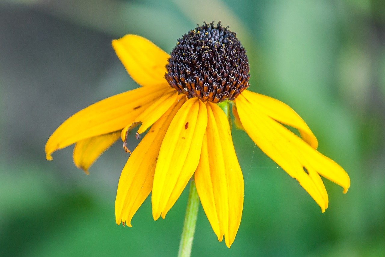 yellow flower yellow flowers free photo