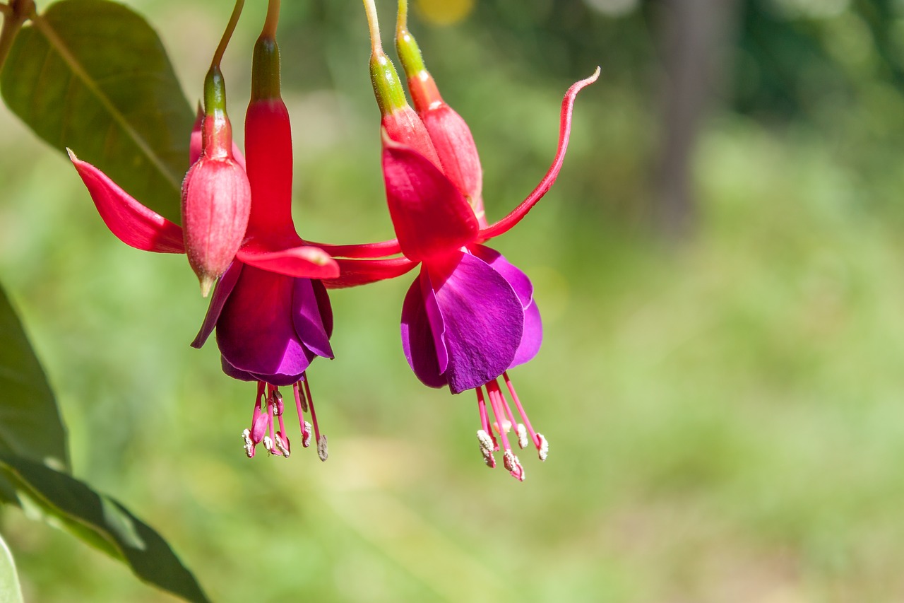 fuchsia flower nature free photo