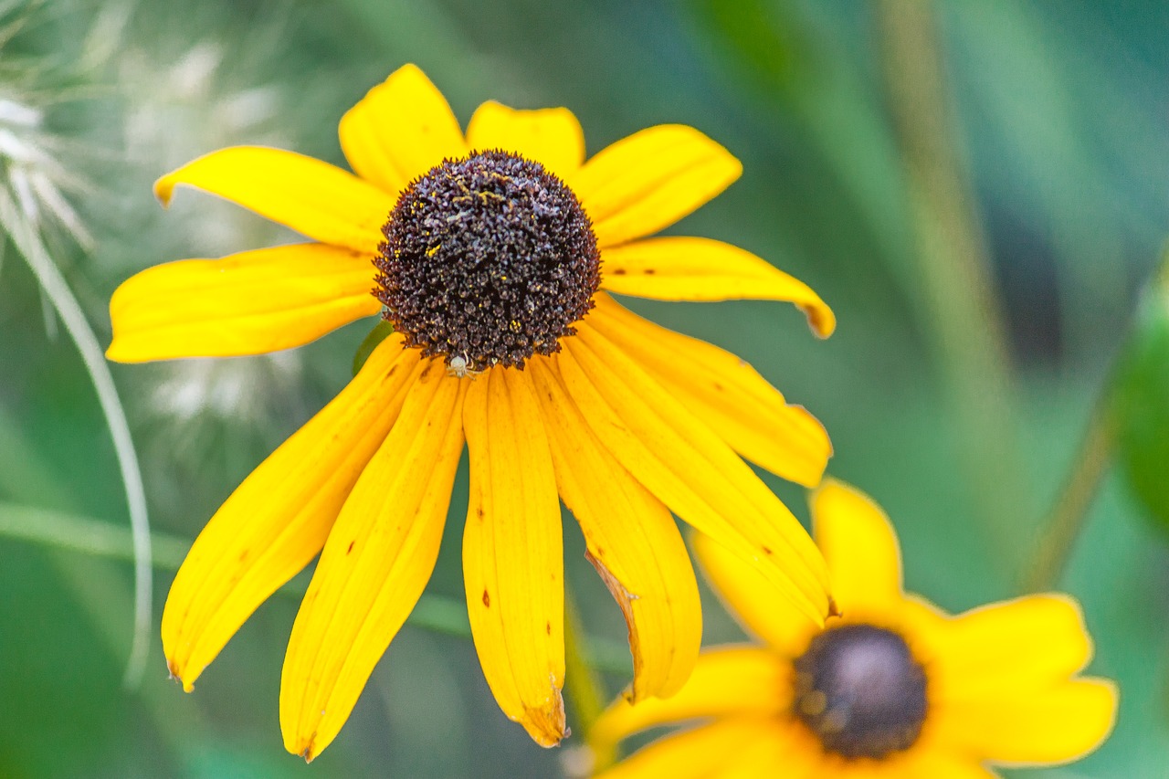 flower nature yellow free photo