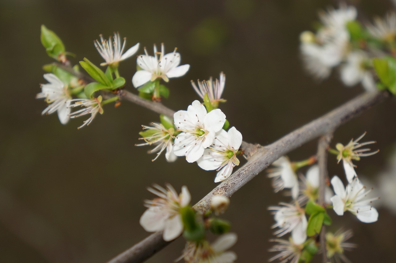 flower white spring free photo