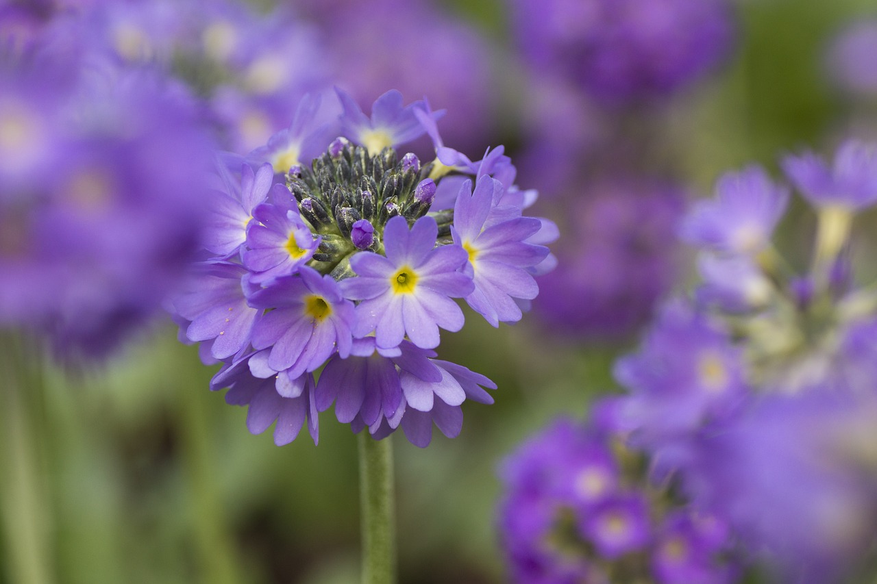 primrose primelart flower free photo