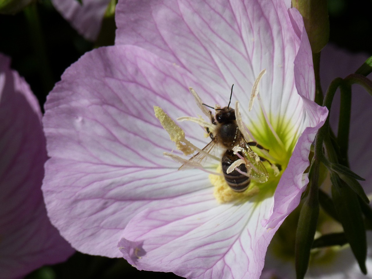 flower bee nature free photo