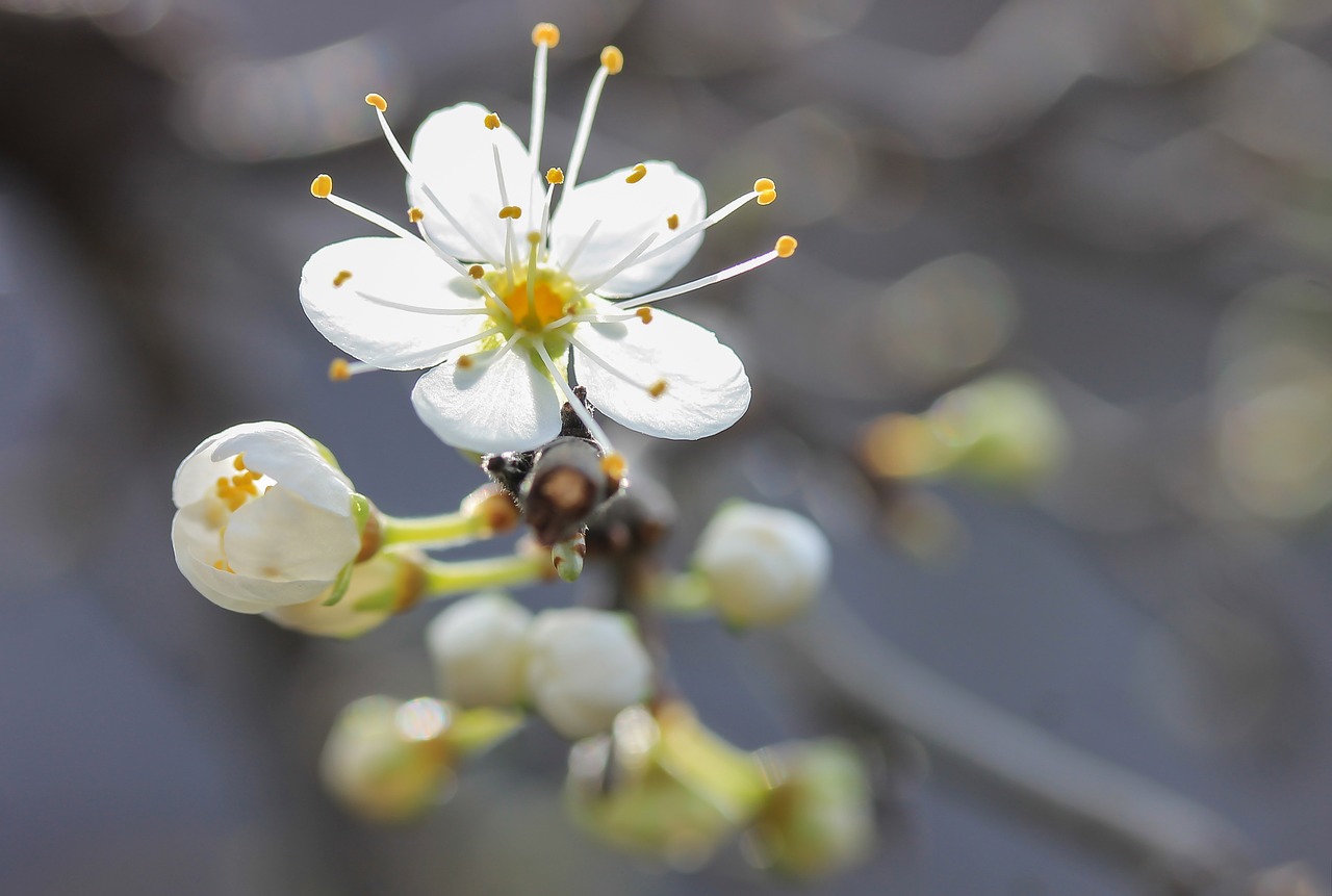 flower blackthorn blossom spring free photo