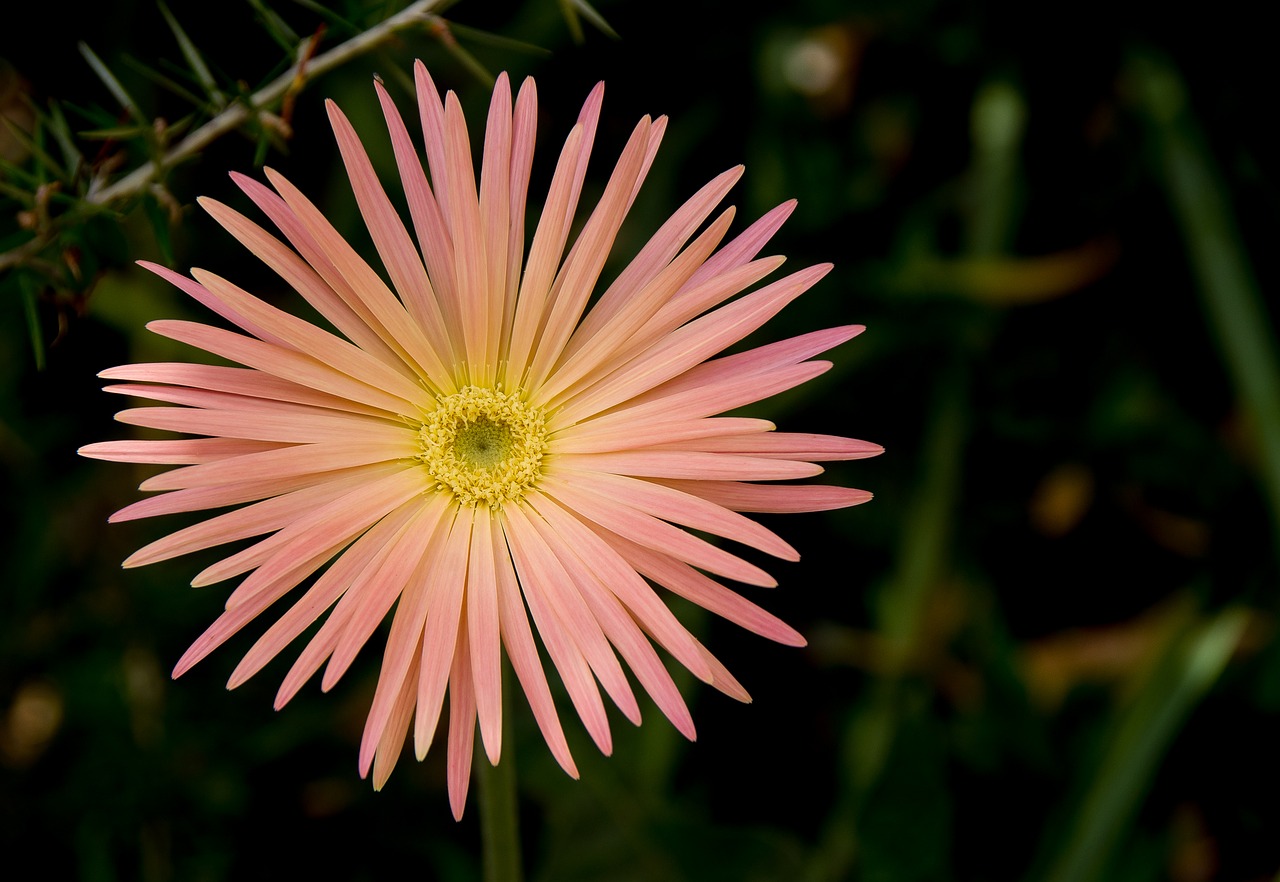 flower gergerba pink free photo