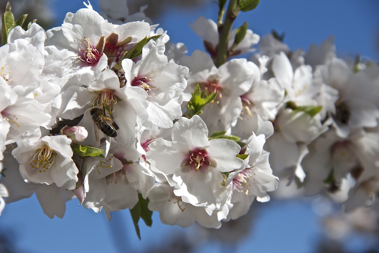 flower almond tree spring free photo