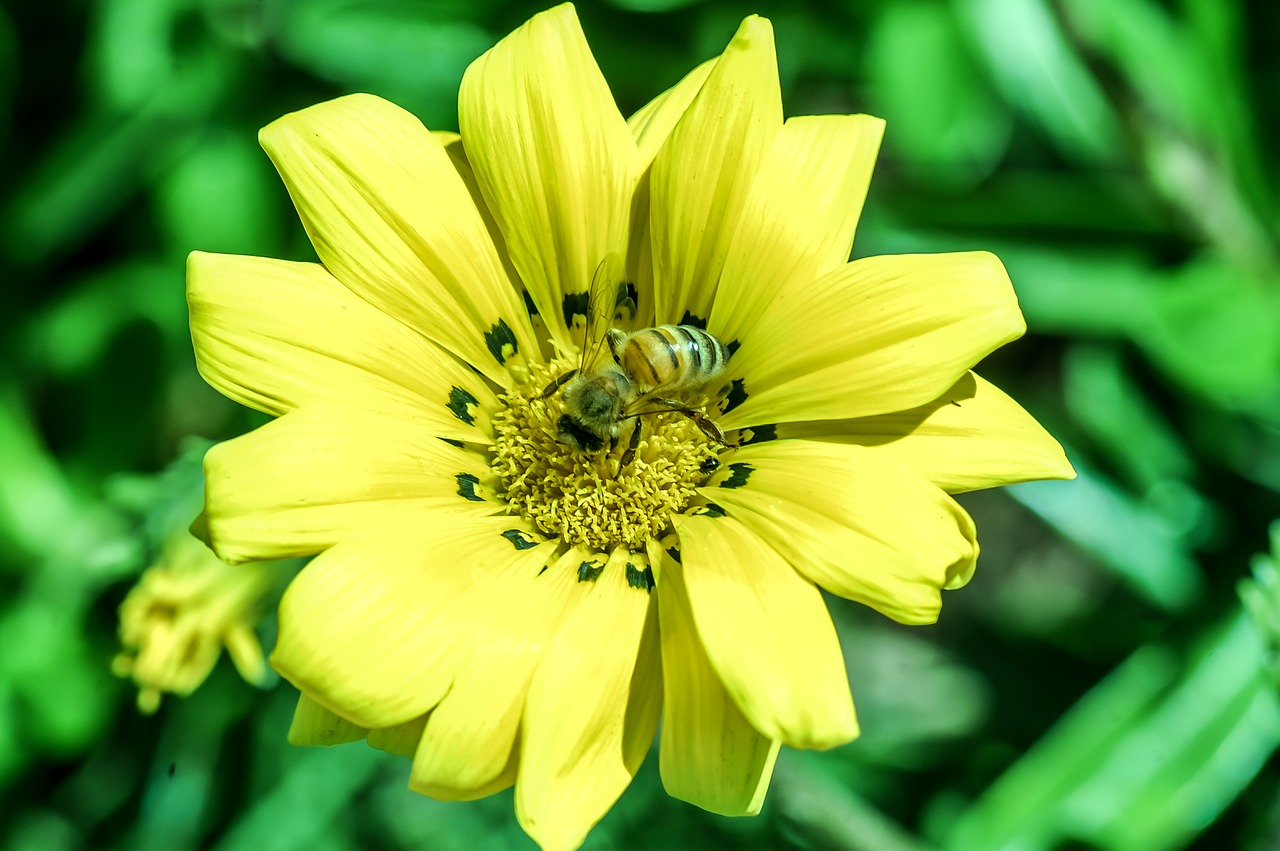 flower yellow bees free photo