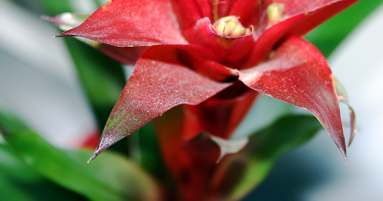 flower red green free photo