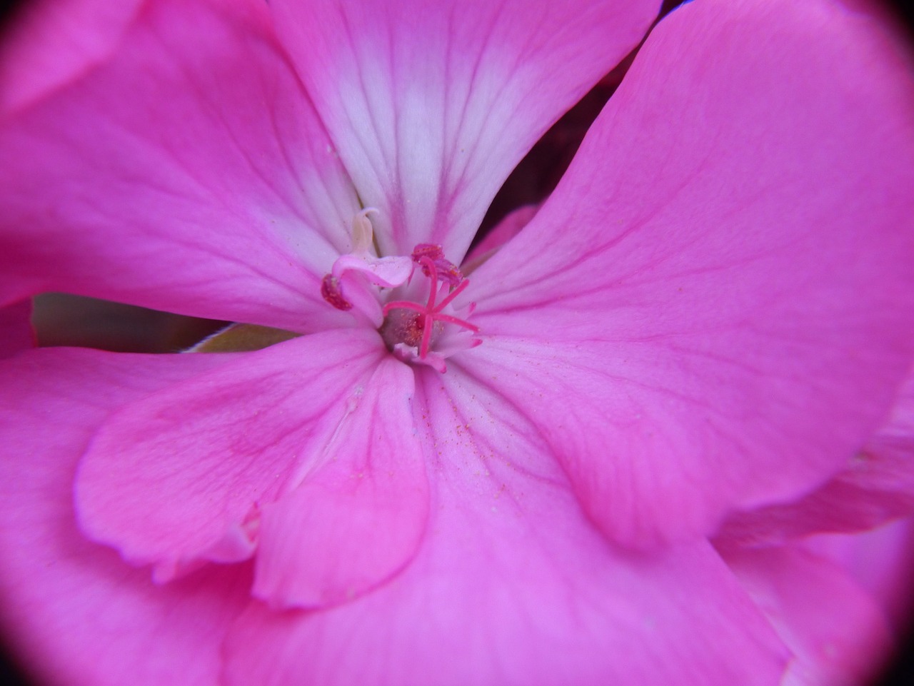 flower romance love free photo