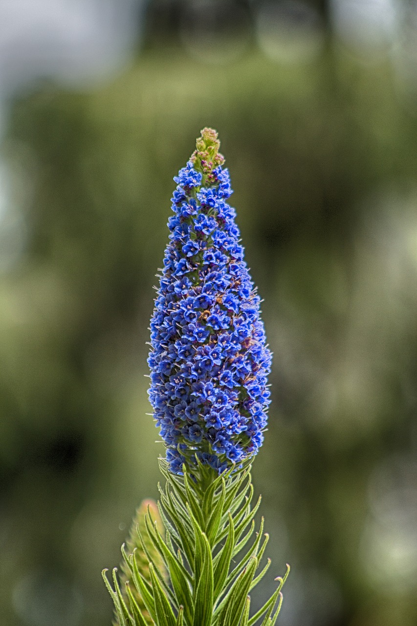 hyacinth flower nature free photo