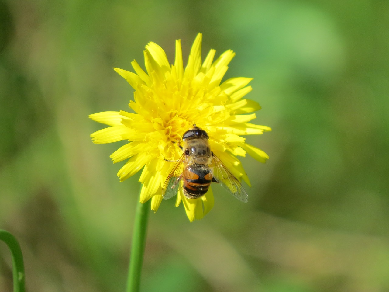 hover fly flower insect free photo