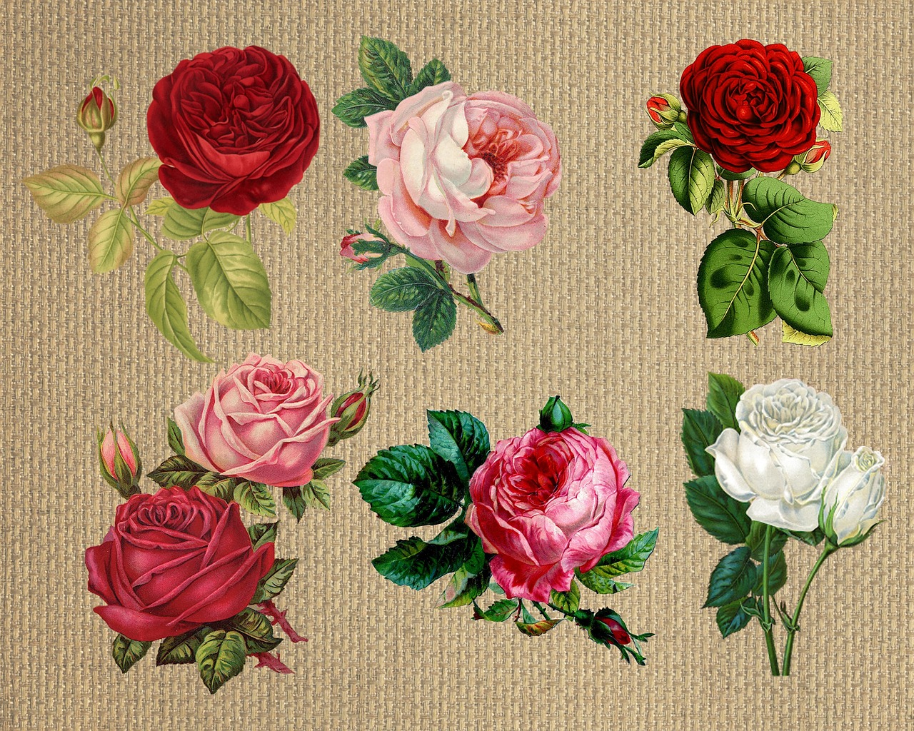 flower rose burlap free photo