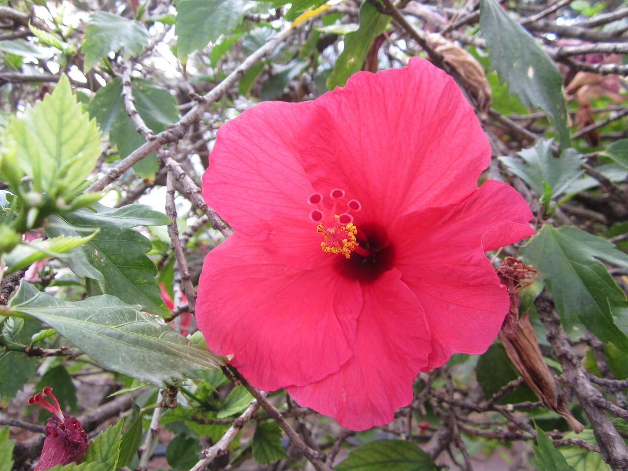 flower pink nature free photo