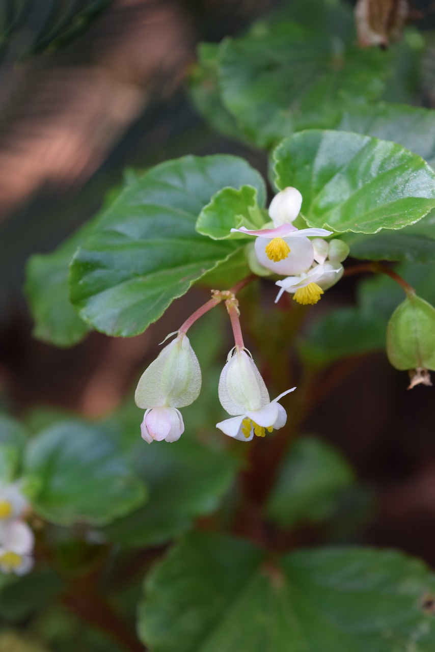 flower garden green free photo