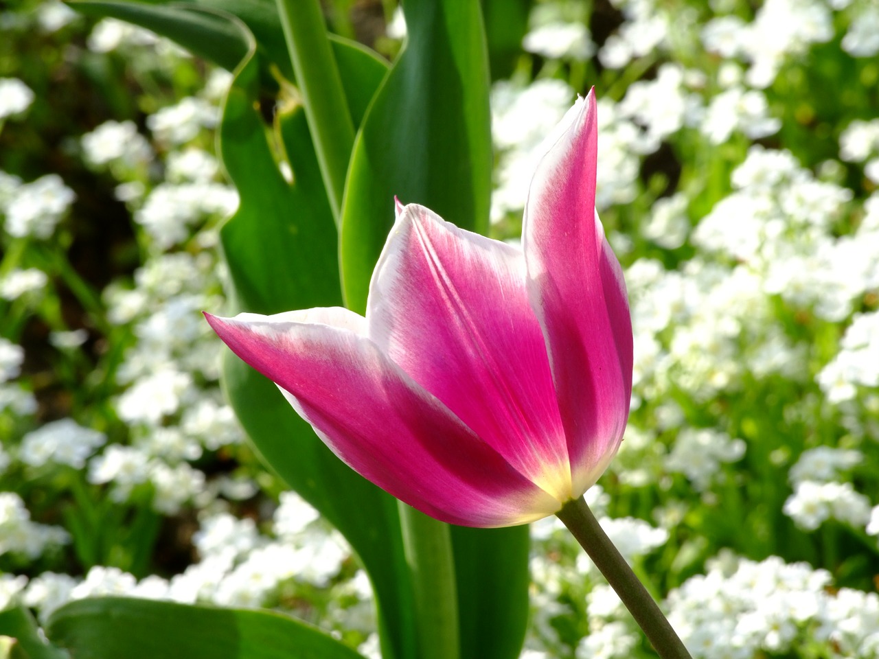 flower spring tulips free photo