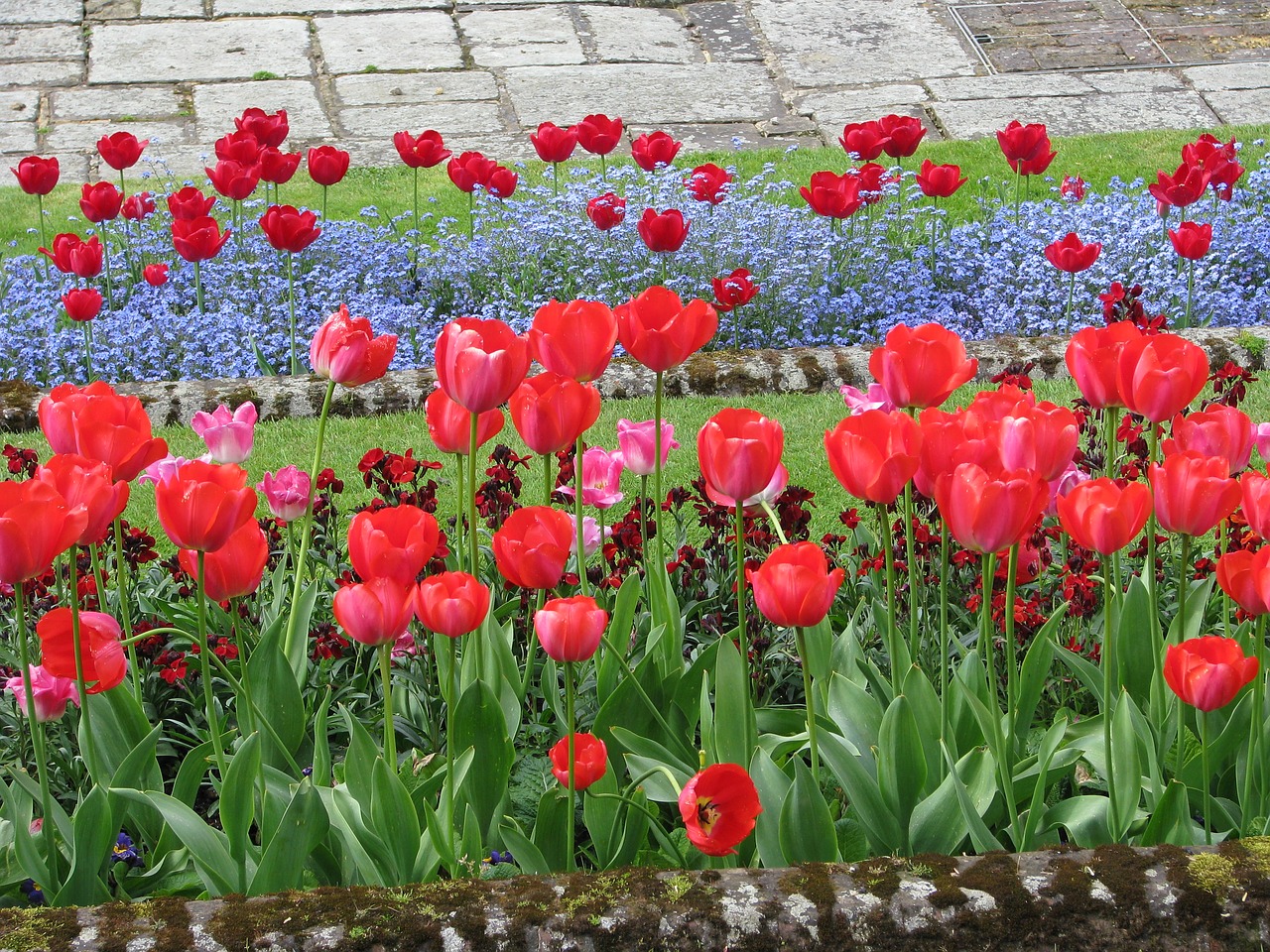 flower tulip flowerbed free photo