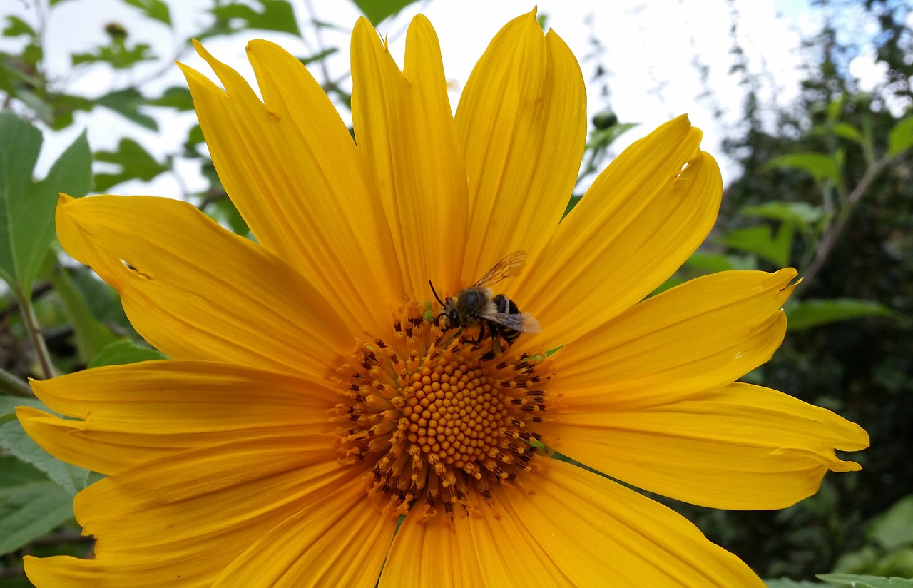 flower bee insect free photo