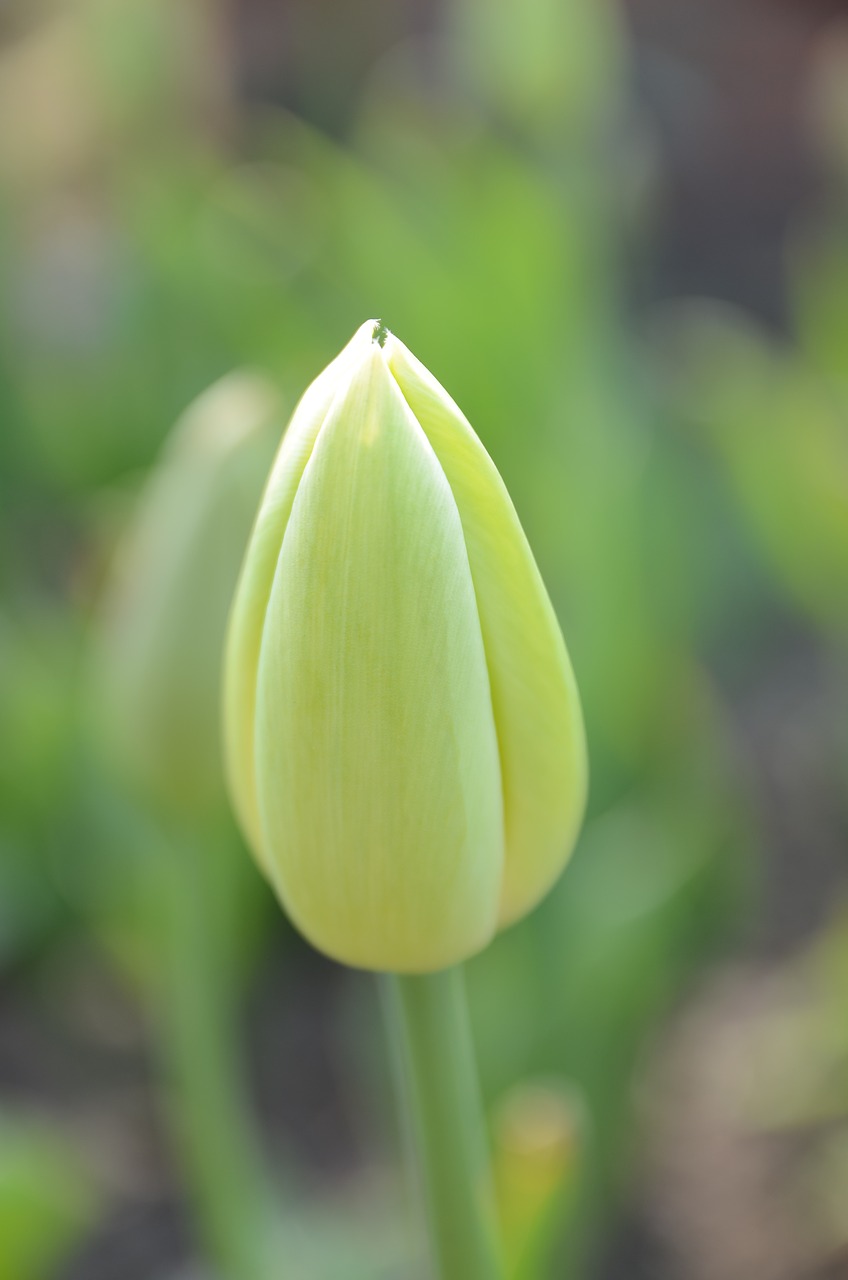 flower guduo bud free photo