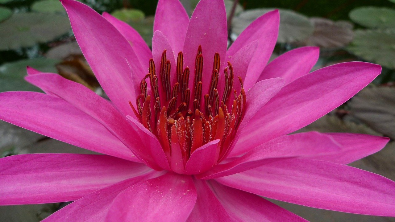 flower water lily aquatic plant free photo