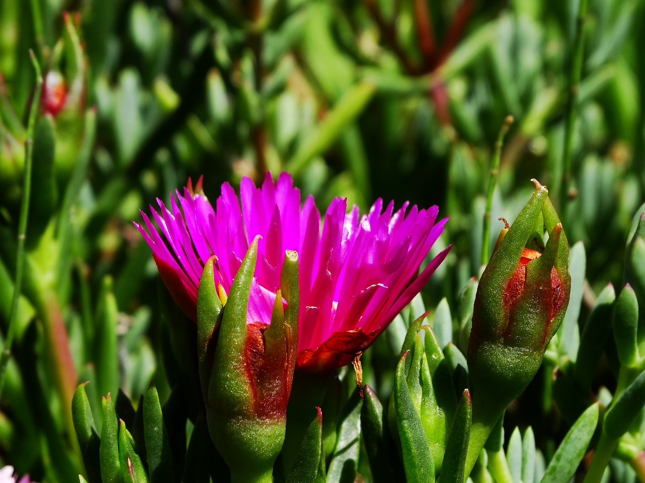 flower sunshine garden free photo