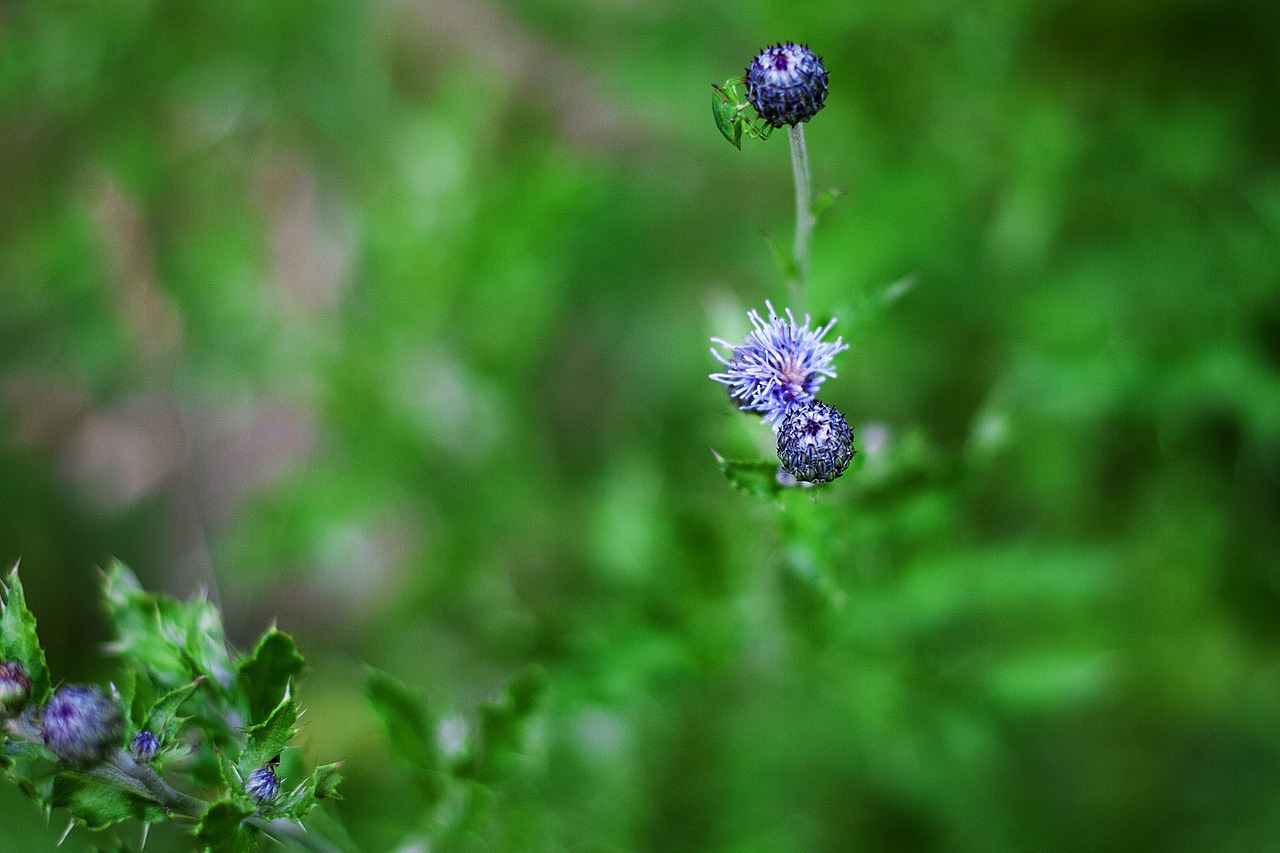 flower bug grass free photo