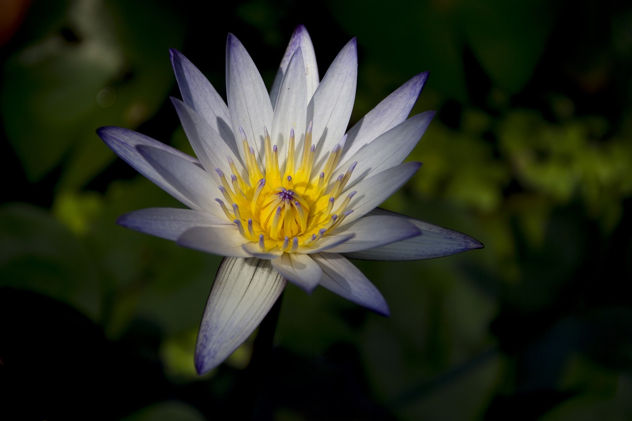 flower lotus light free photo