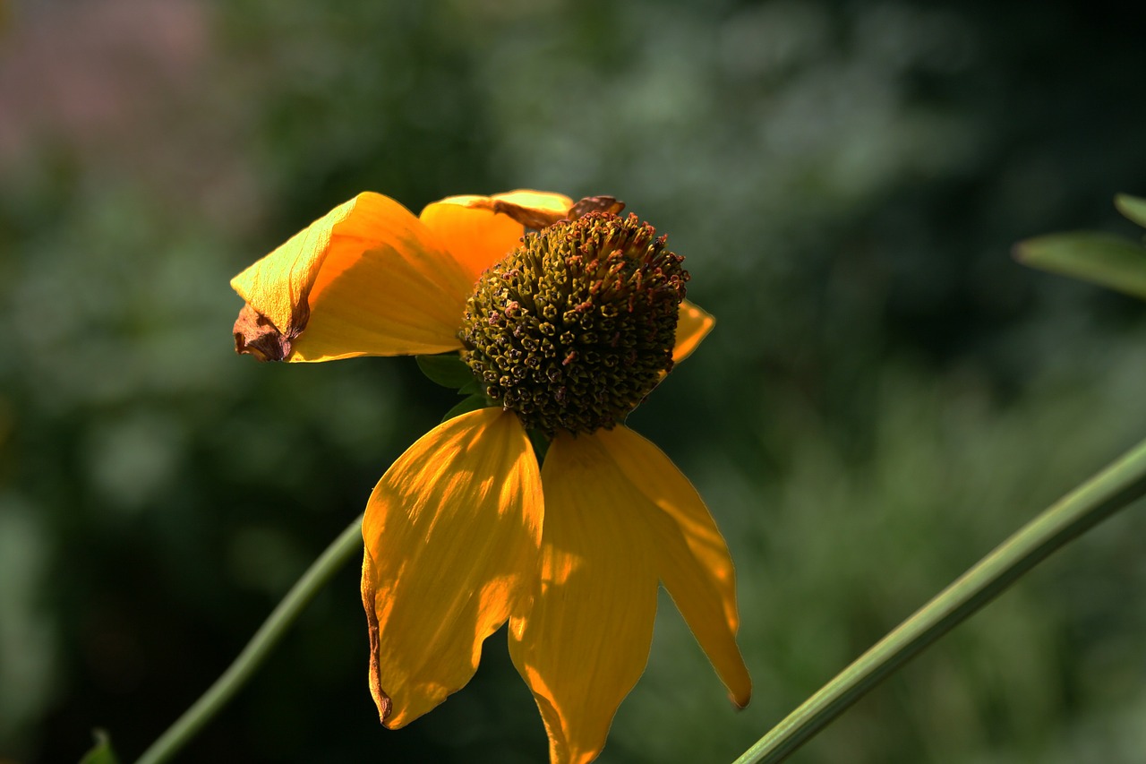 flower sun hat nature free photo