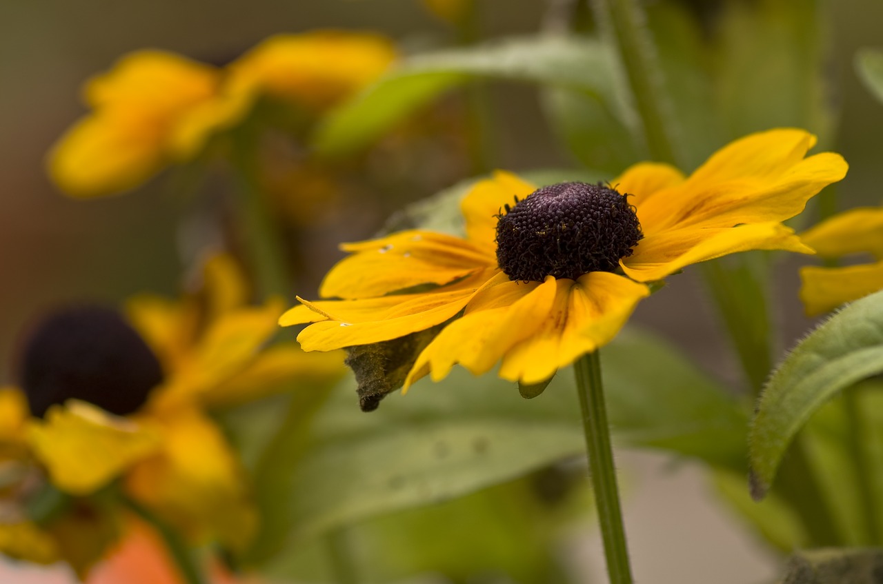 flower blossom bloom free photo