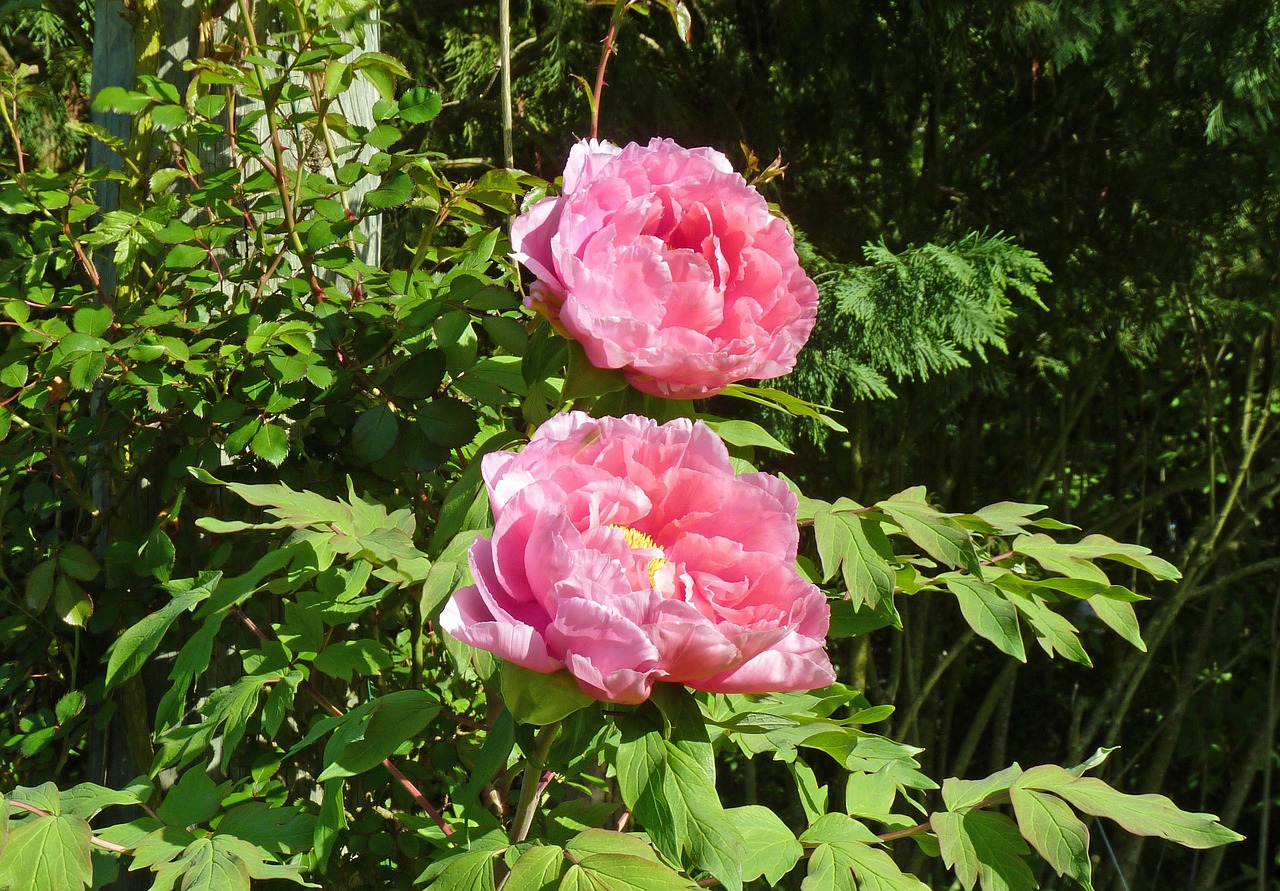 flower peony garden free photo