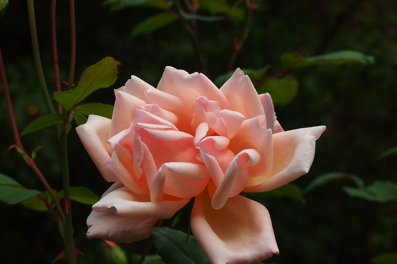 flower rose pink free photo