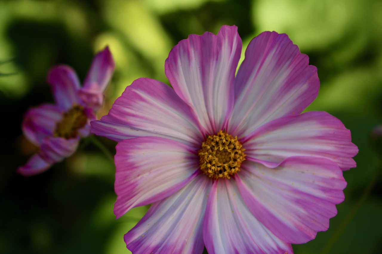 flower pink summer free photo