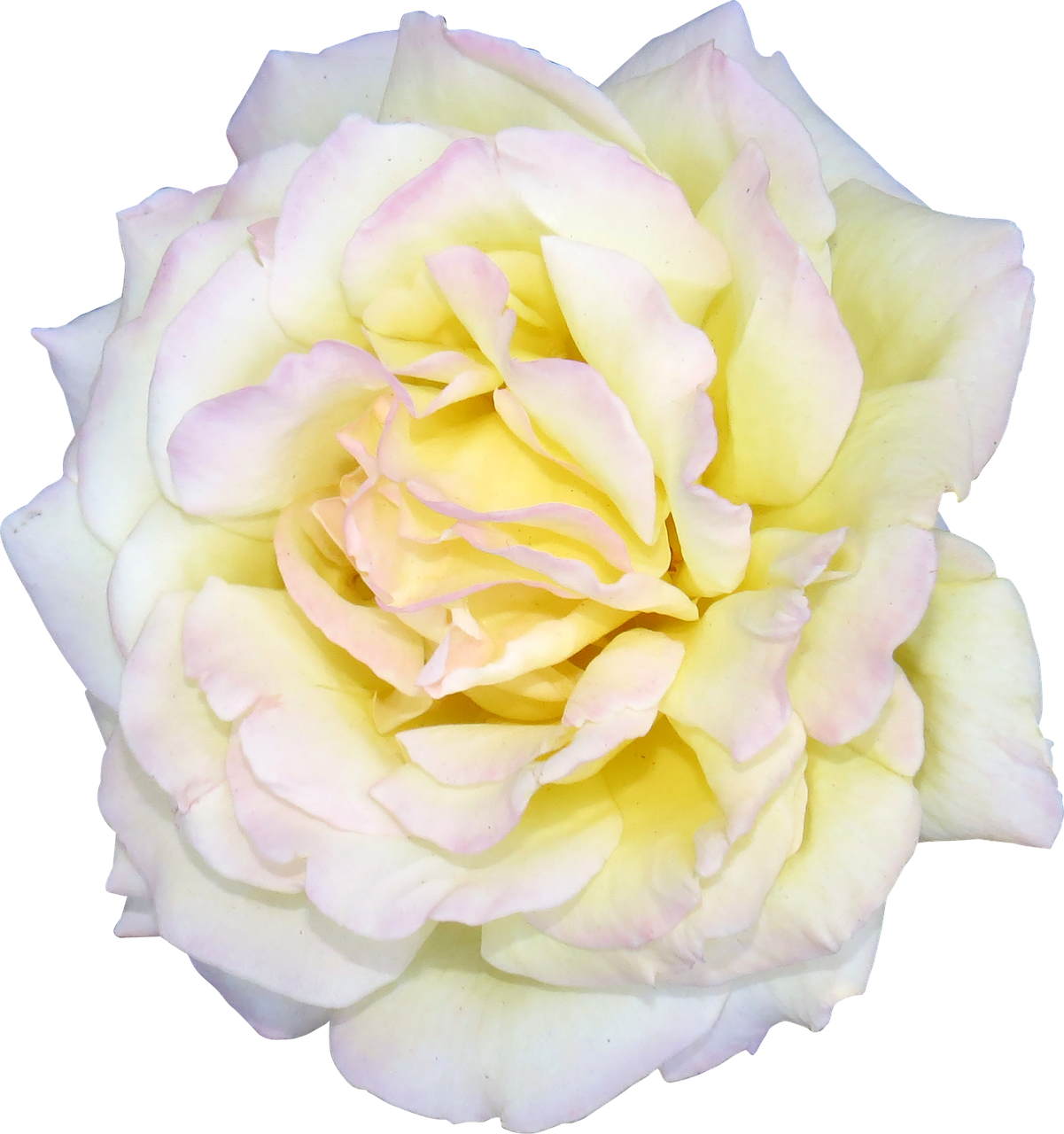 flower rose white free photo