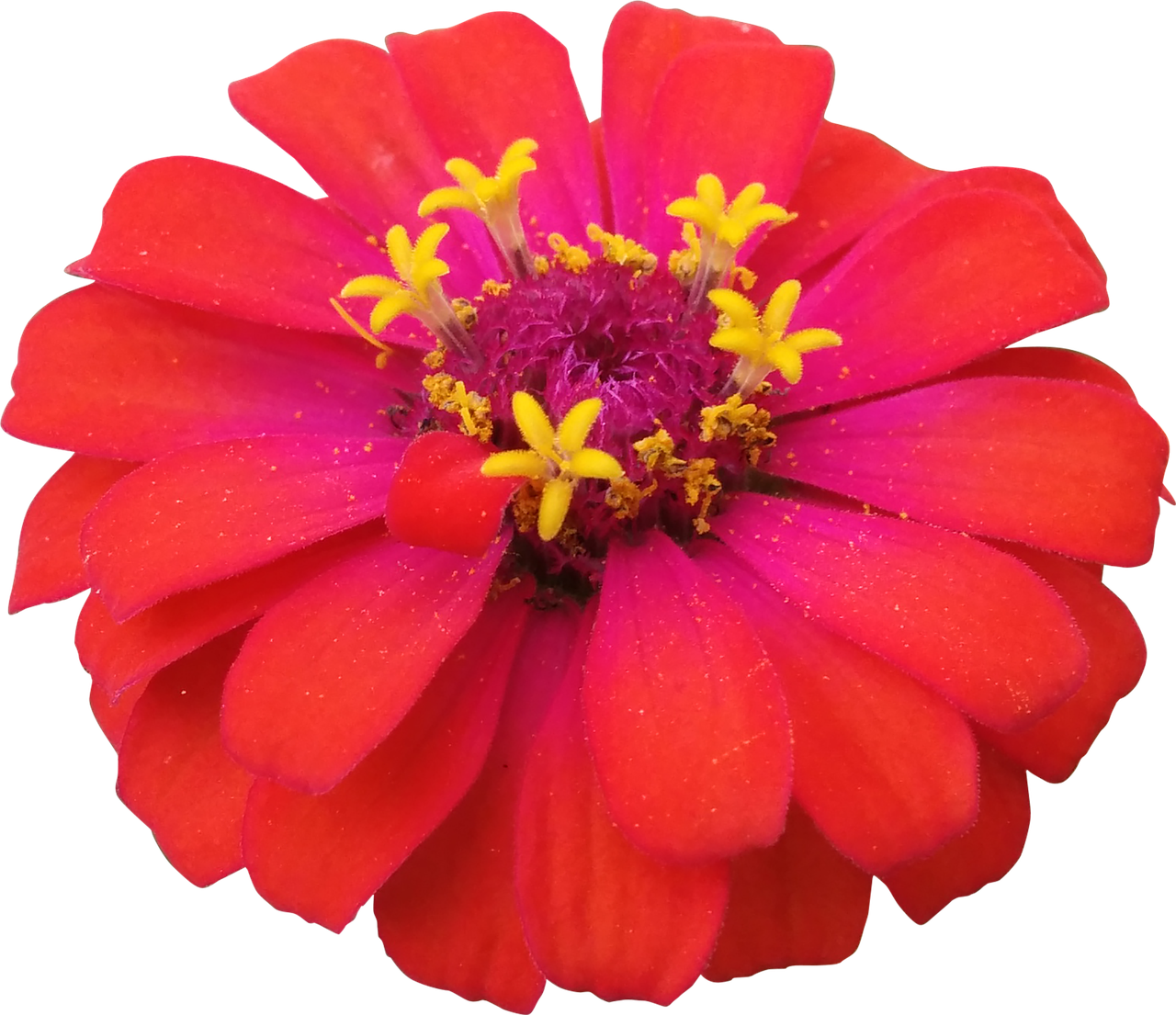 flower red zinnia free photo